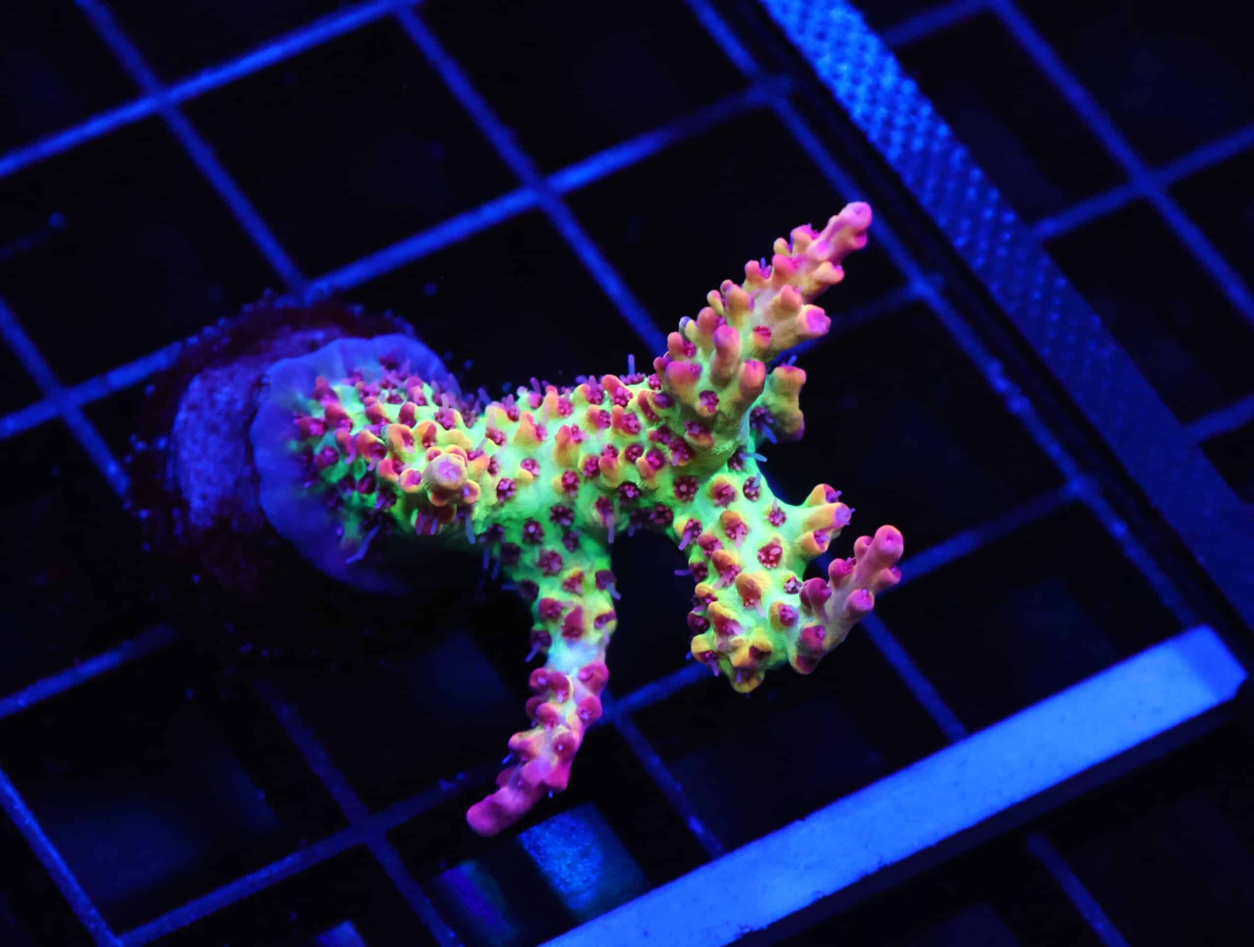 E136 - SDC ACRO STRAWBERRY SHORTCAKE CULTURED