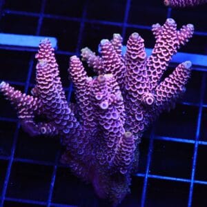 E138 - AUSSIE ACRO PINK MILLE M