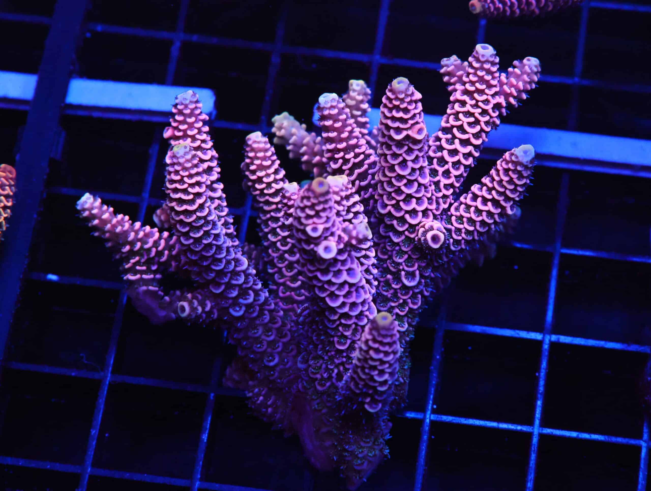 E138 - AUSSIE ACRO PINK MILLE M