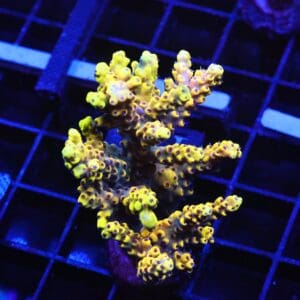 E141 - INDO ACRO YELLOW PREMIUM CULTURED