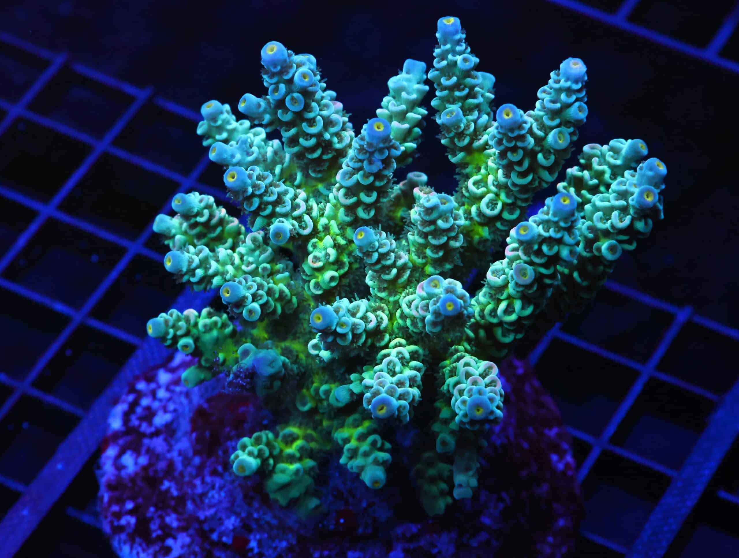 E15 - INDO ACRO PREMIUM TENUIS CULTURED