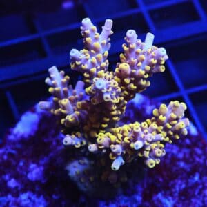 E16 - INDO ACRO YELLOW PREMIUM CULTURED