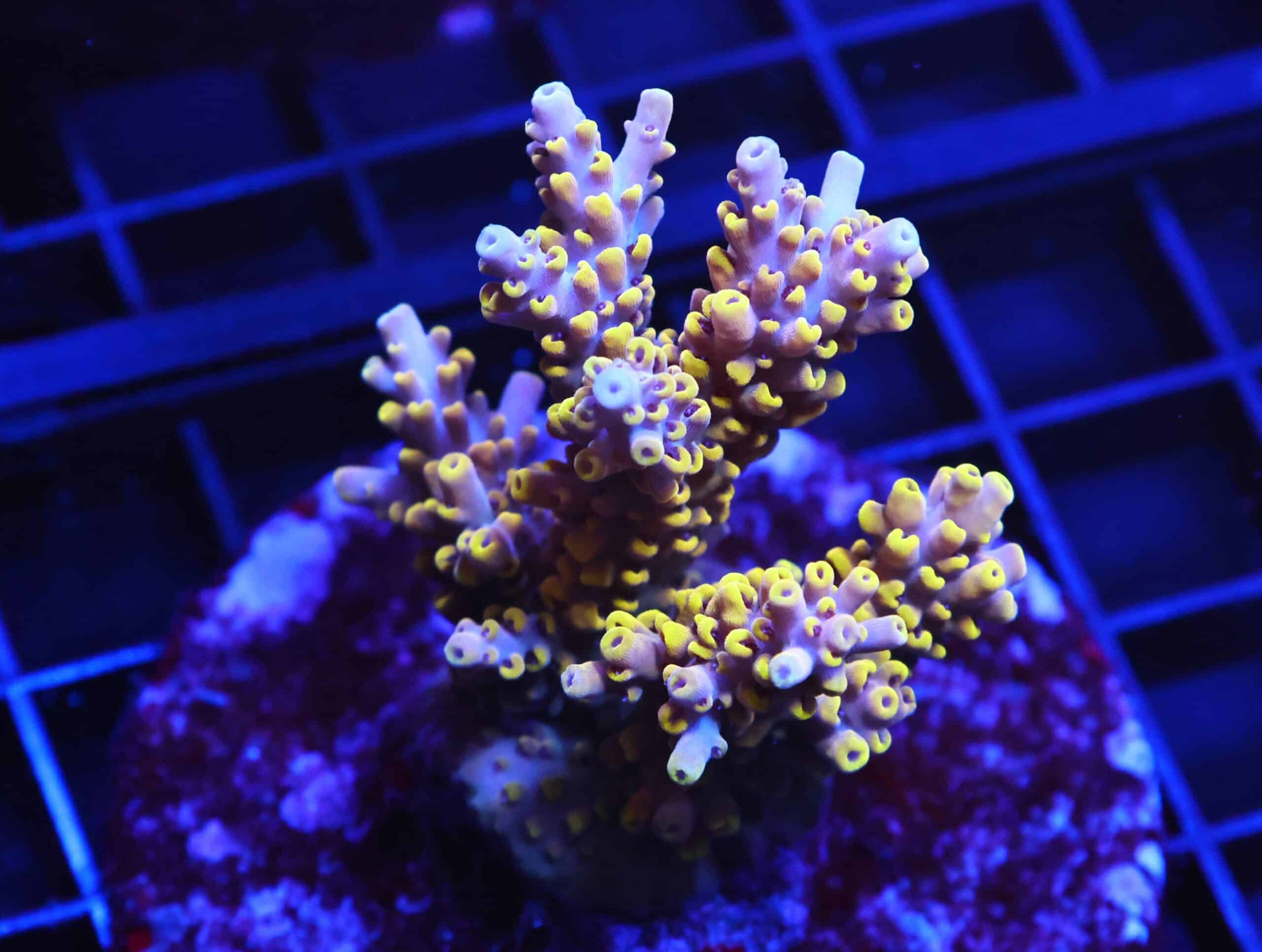 E16 - INDO ACRO YELLOW PREMIUM CULTURED