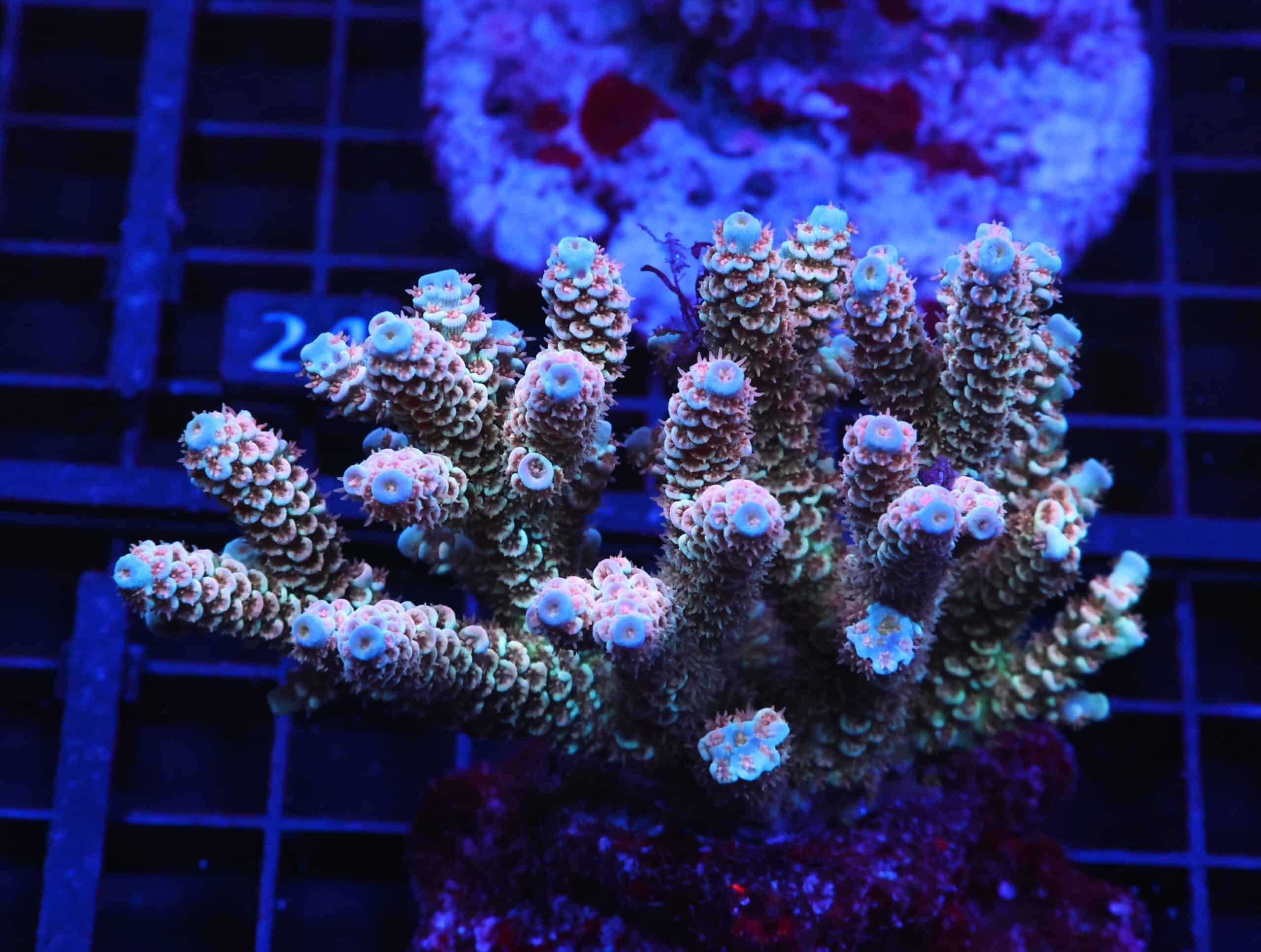 E19 - INDO ACRO PREMIUM TENUIS CULTURED