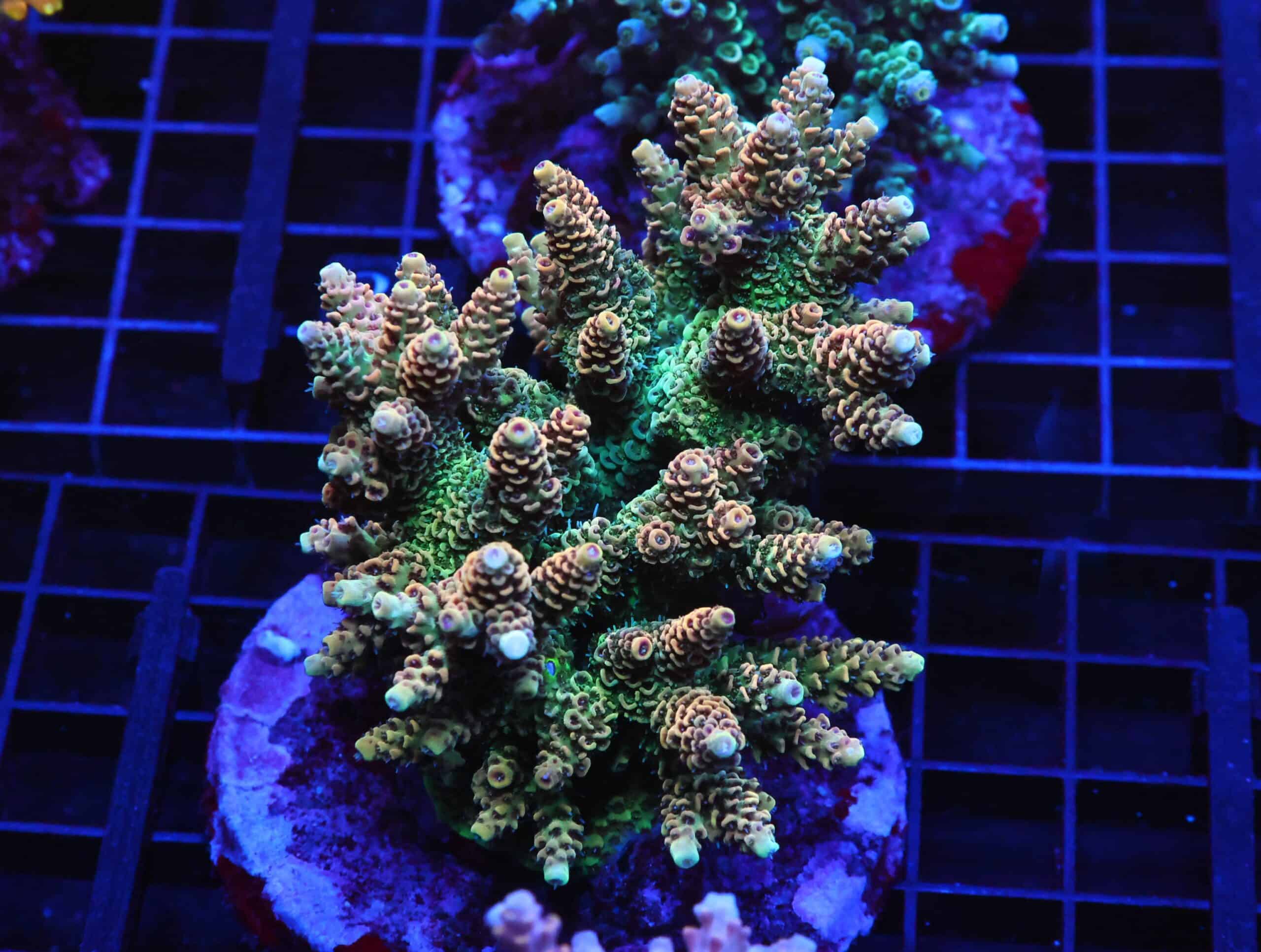 E22 - INDO ACRO ORANGE CRUSH MILLE CULTURED XL