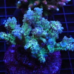 E23 - INDO ACRO PREMIUM CULTURED