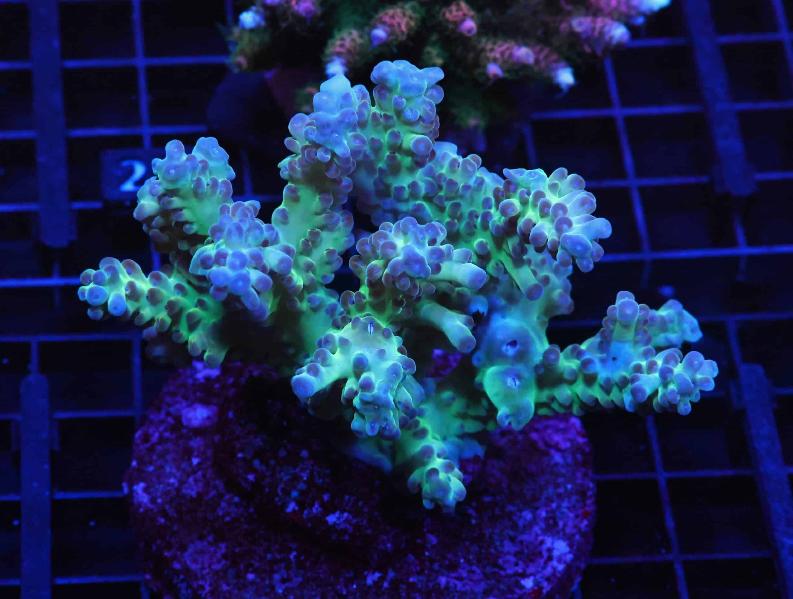 E23 - INDO ACRO PREMIUM CULTURED