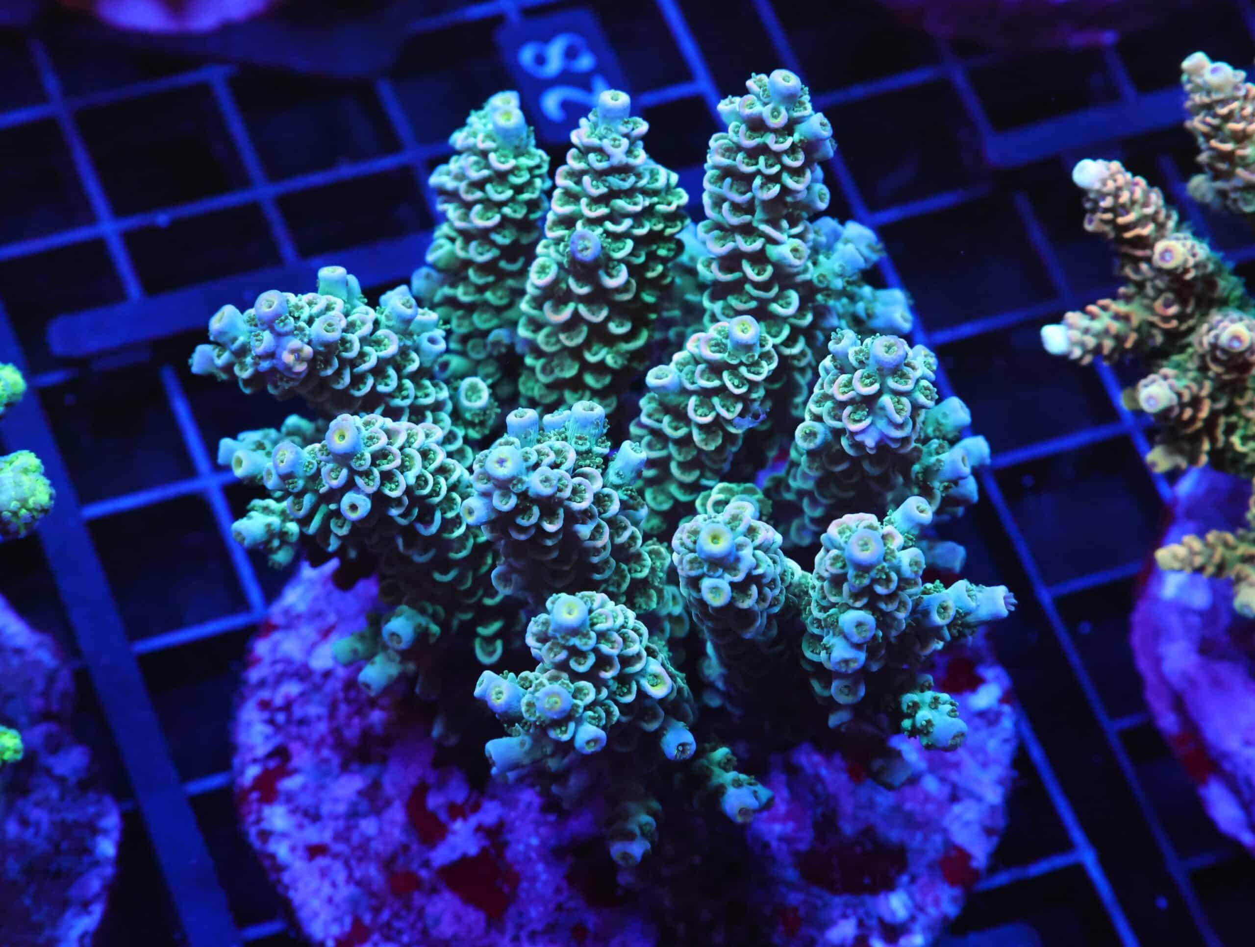 E27 - INDO ACRO PREMIUM TENUIS CULTURED