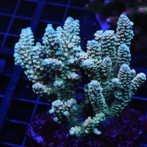 E33 - INDO ACRO PREMIUM TENUIS CULTURED XL