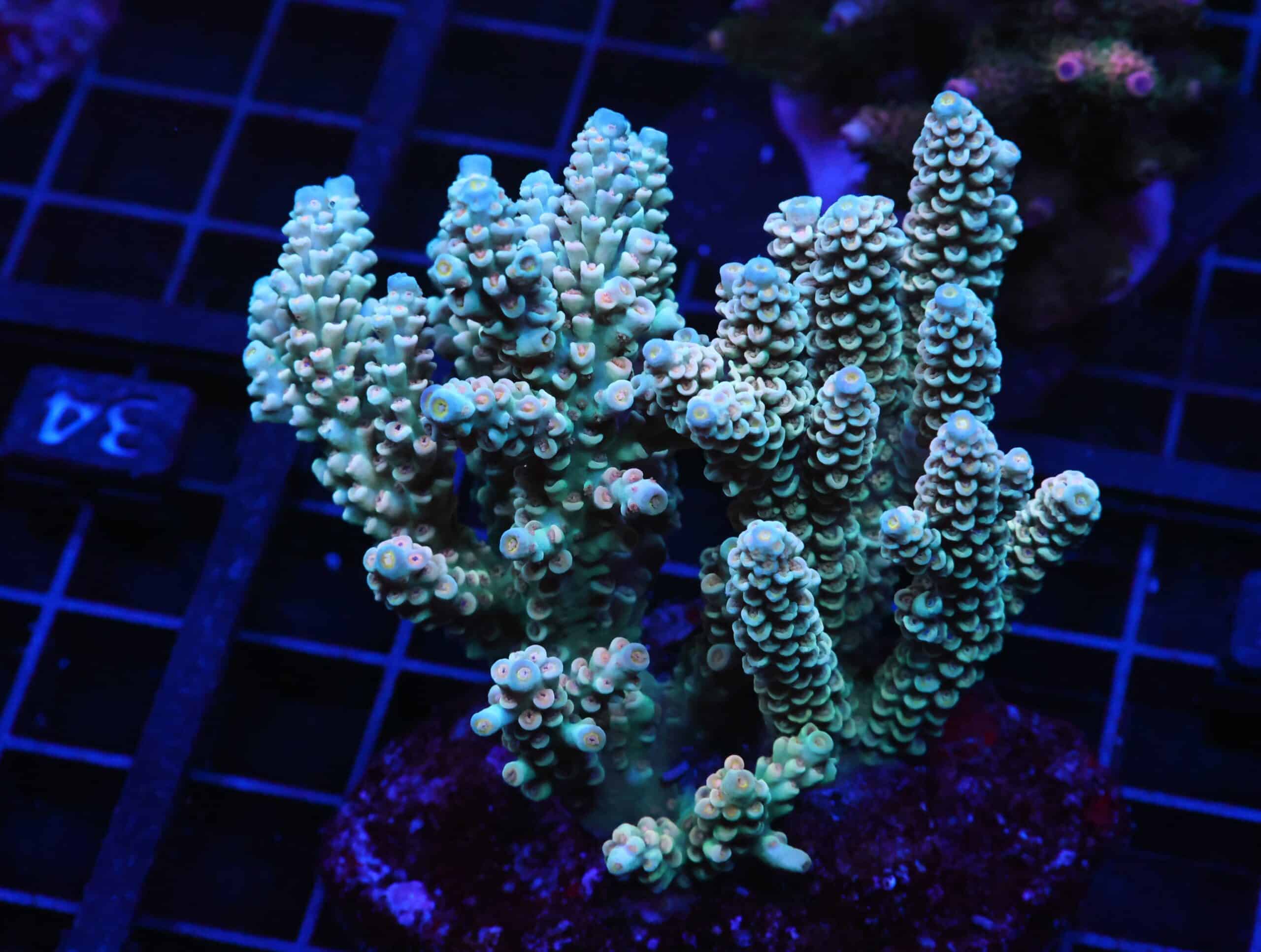 E33 - INDO ACRO PREMIUM TENUIS CULTURED XL