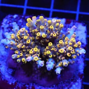 E39 - INDO ACRO YELLOW PREMIUM CULTURED