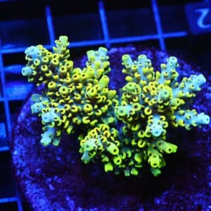 E42 - INDO ACRO YELLOW PREMIUM CULTURED