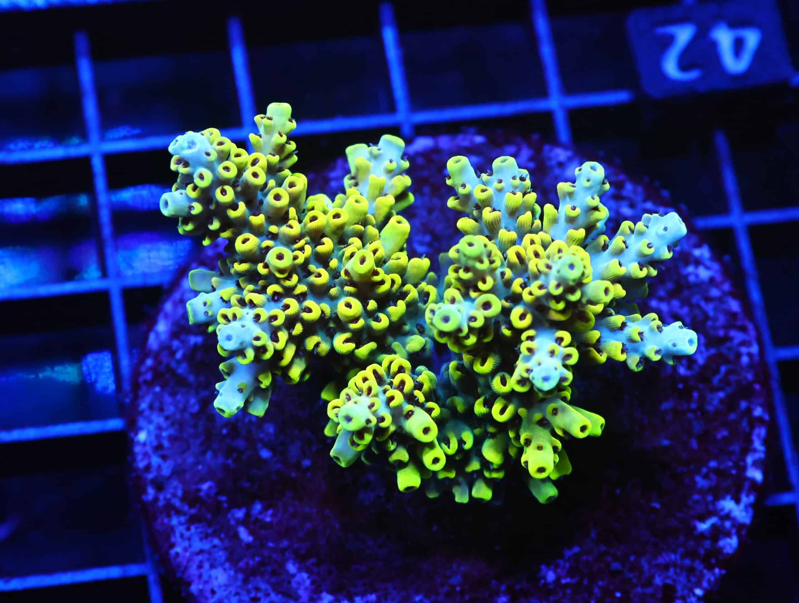 E42 - INDO ACRO YELLOW PREMIUM CULTURED