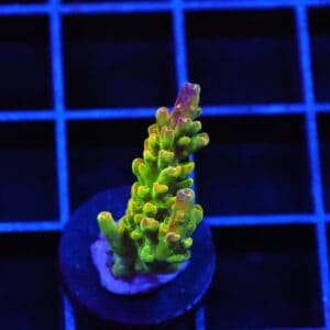 E44 - SDC ACRO PREMIUM CULTURED FRAG