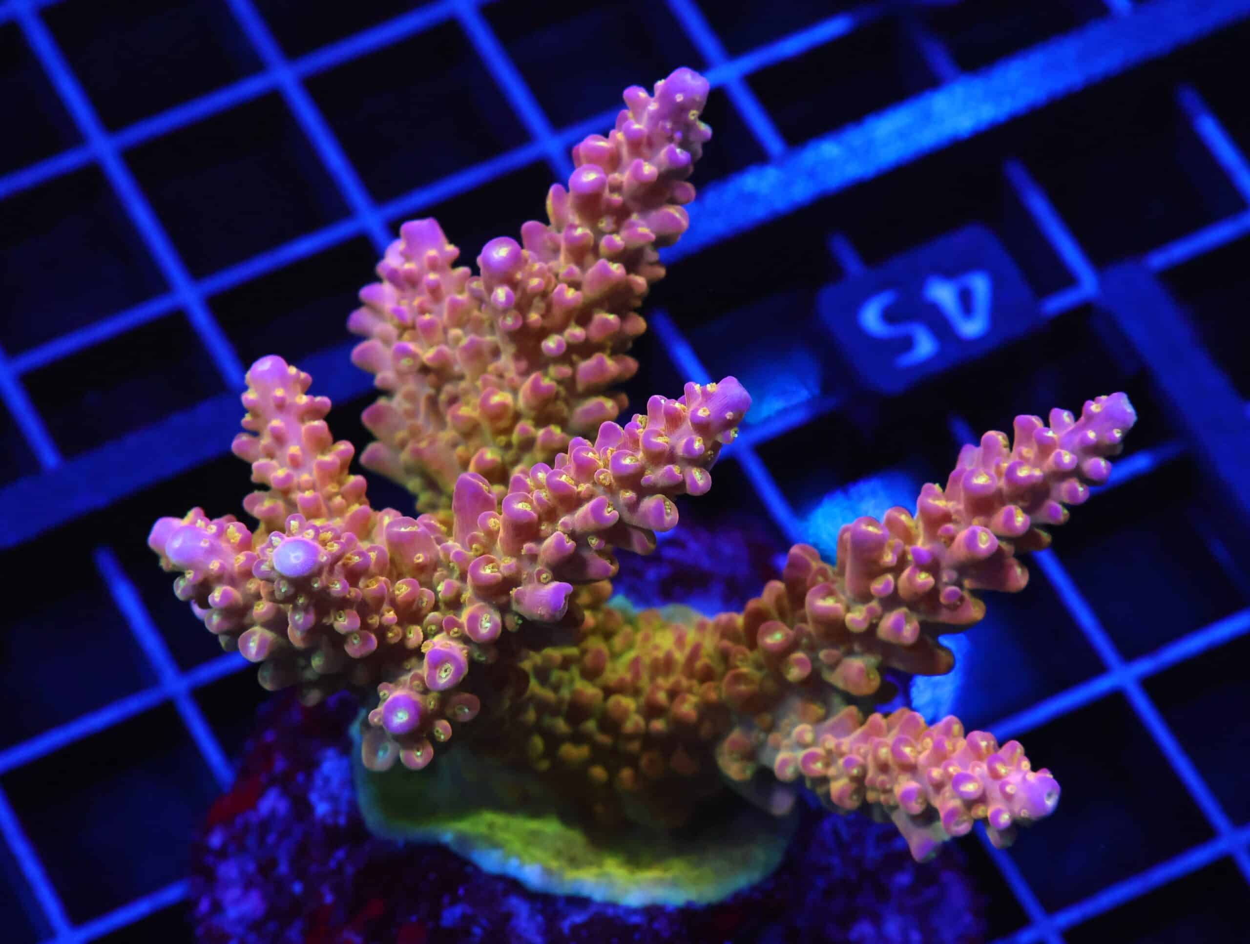 E45 - INDO ACRO PREMIUM CULTURED