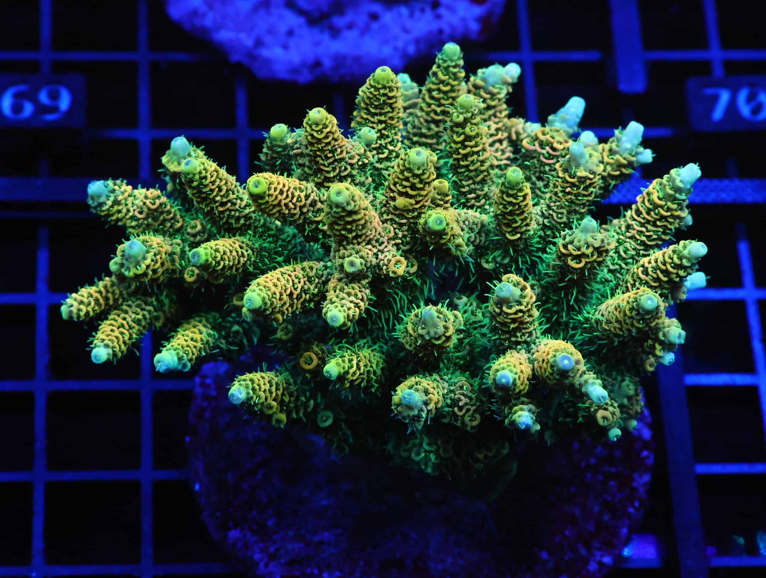 E64 - INDO ACRO ORANGE CRUSH MILLE CULTURED XL