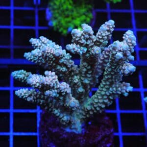 E66 - INDO ACRO TENUIS CULTURED