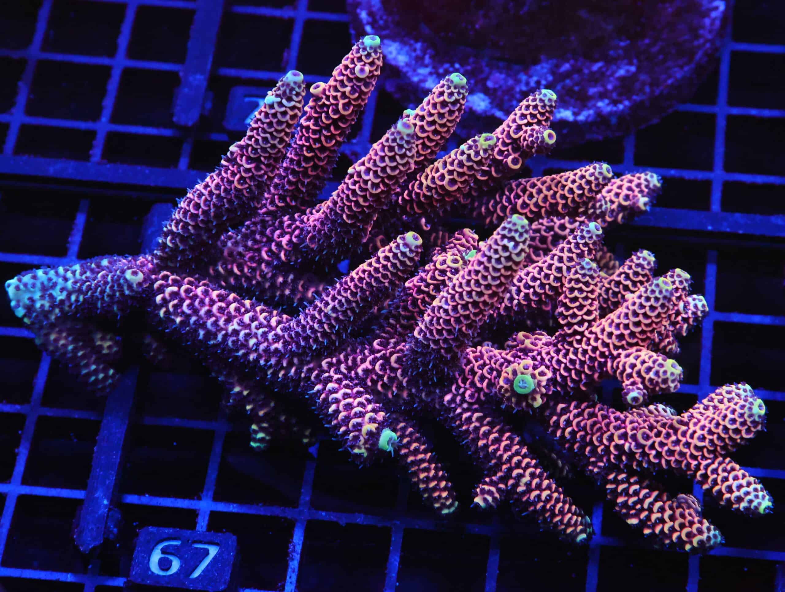 E67 - AUSSIE ACRO HOT PINK MILLE XL