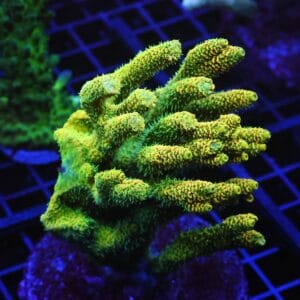 E68 - INDO ACRO SUNRISE MILLE CULTURED XL