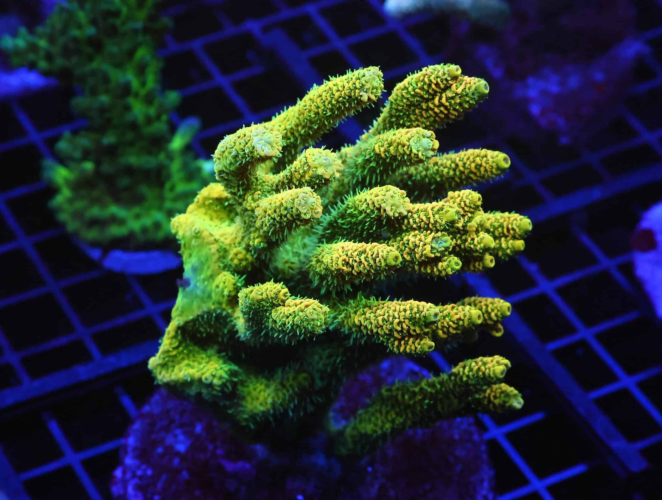 E68 - INDO ACRO SUNRISE MILLE CULTURED XL