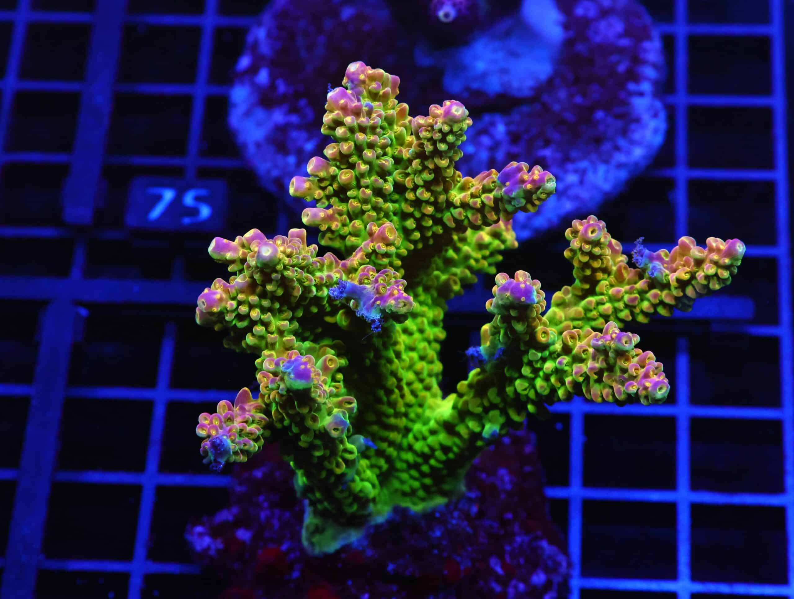 E70 - INDO ACRO PREMIUM CULTURED