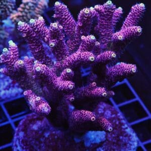 E75 - INDO ACRO PINK MILLE CULTURED XL