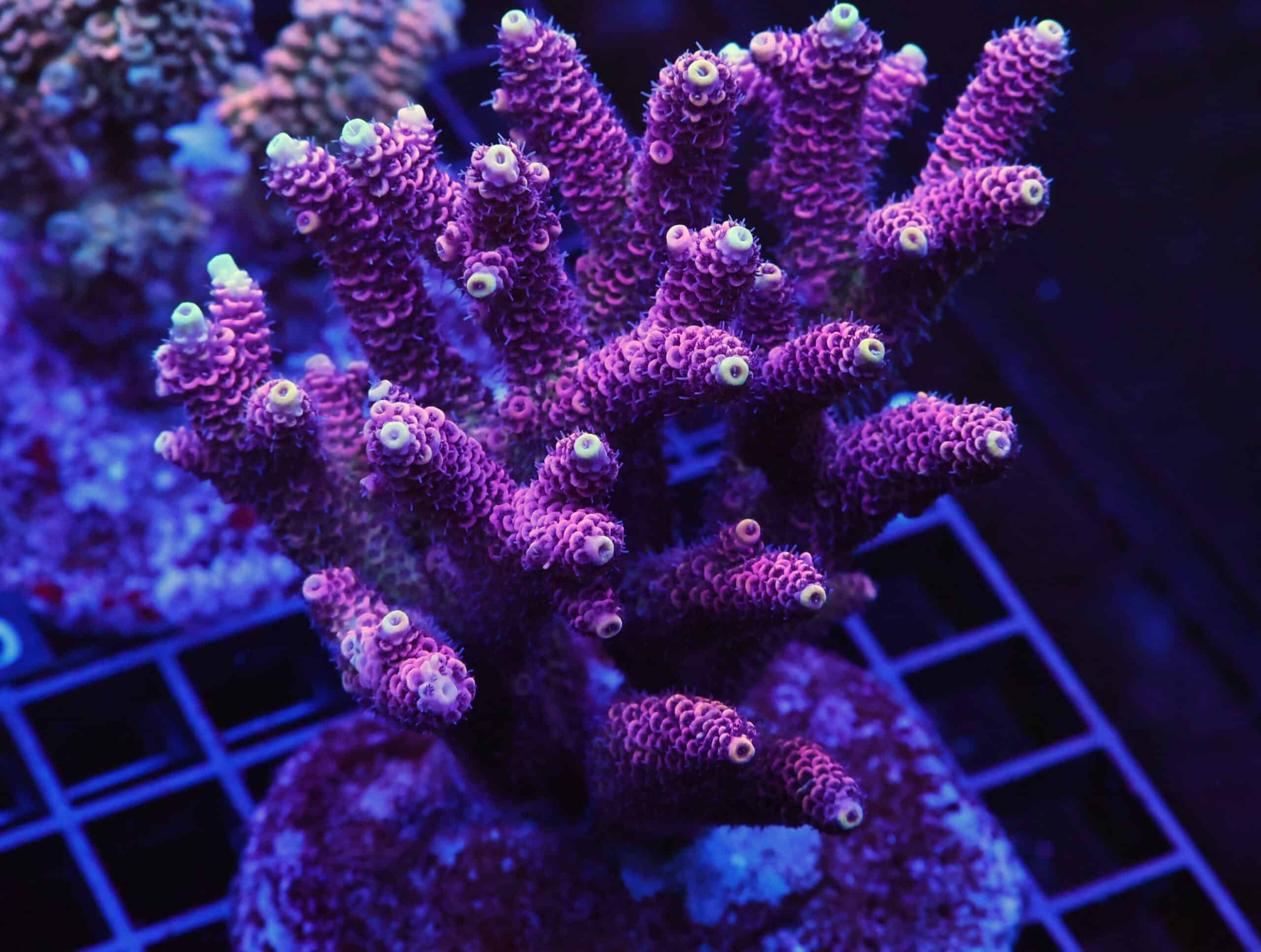 E75 - INDO ACRO PINK MILLE CULTURED XL