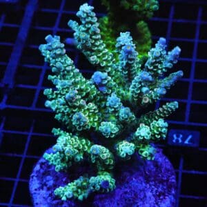 E78 - INDO ACRO PREMIUM TENUIS CULTURED