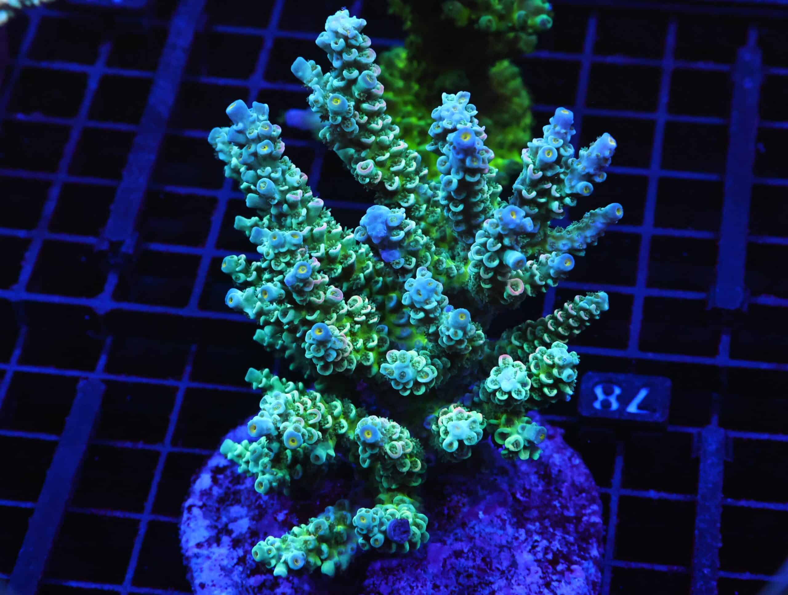 E78 - INDO ACRO PREMIUM TENUIS CULTURED