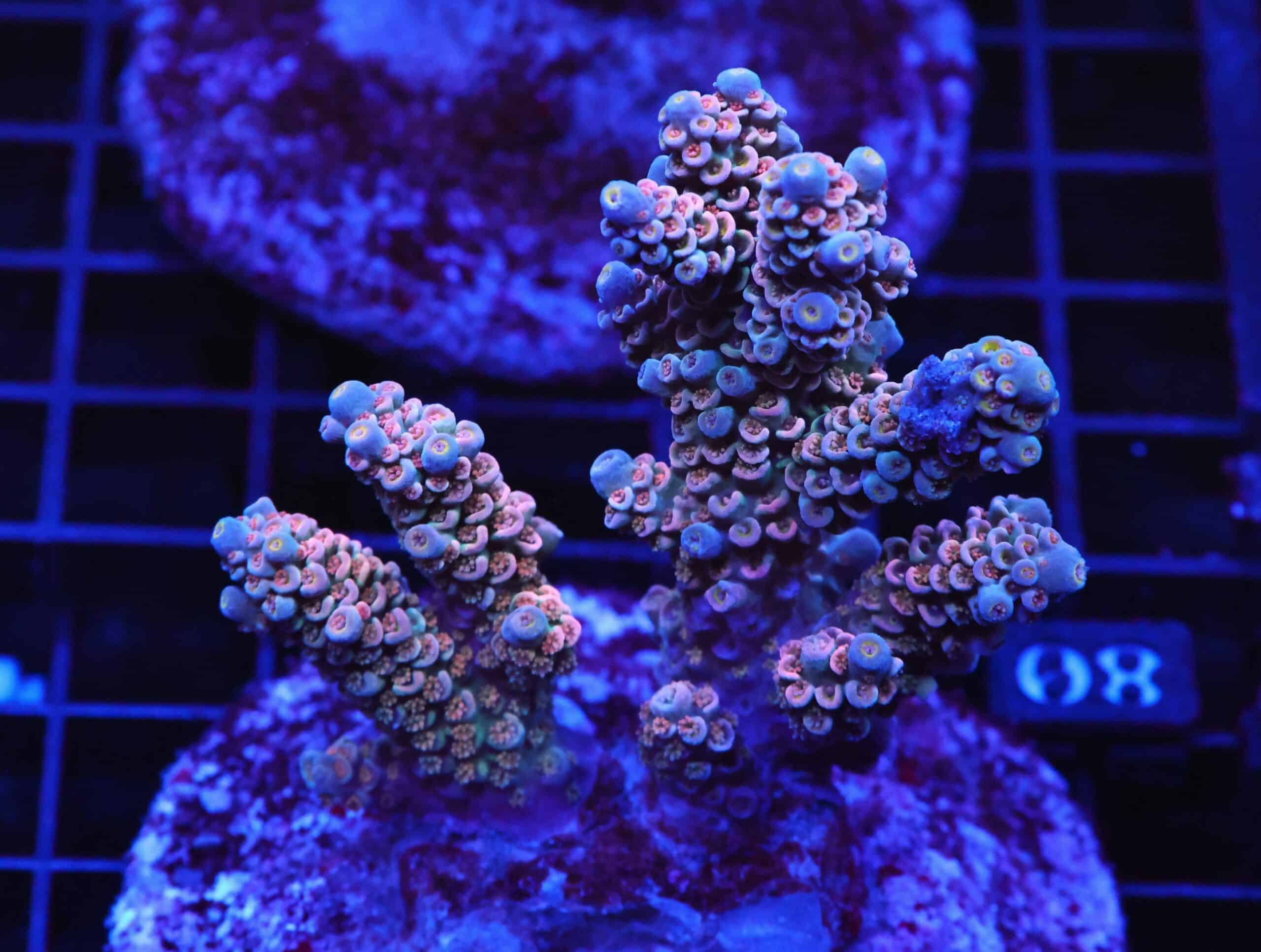 E80 - INDO ACRO PREMIUM TENUIS CULTURED