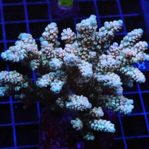 E89 - INDO ACRO PREMIUM TENUIS CULTURED