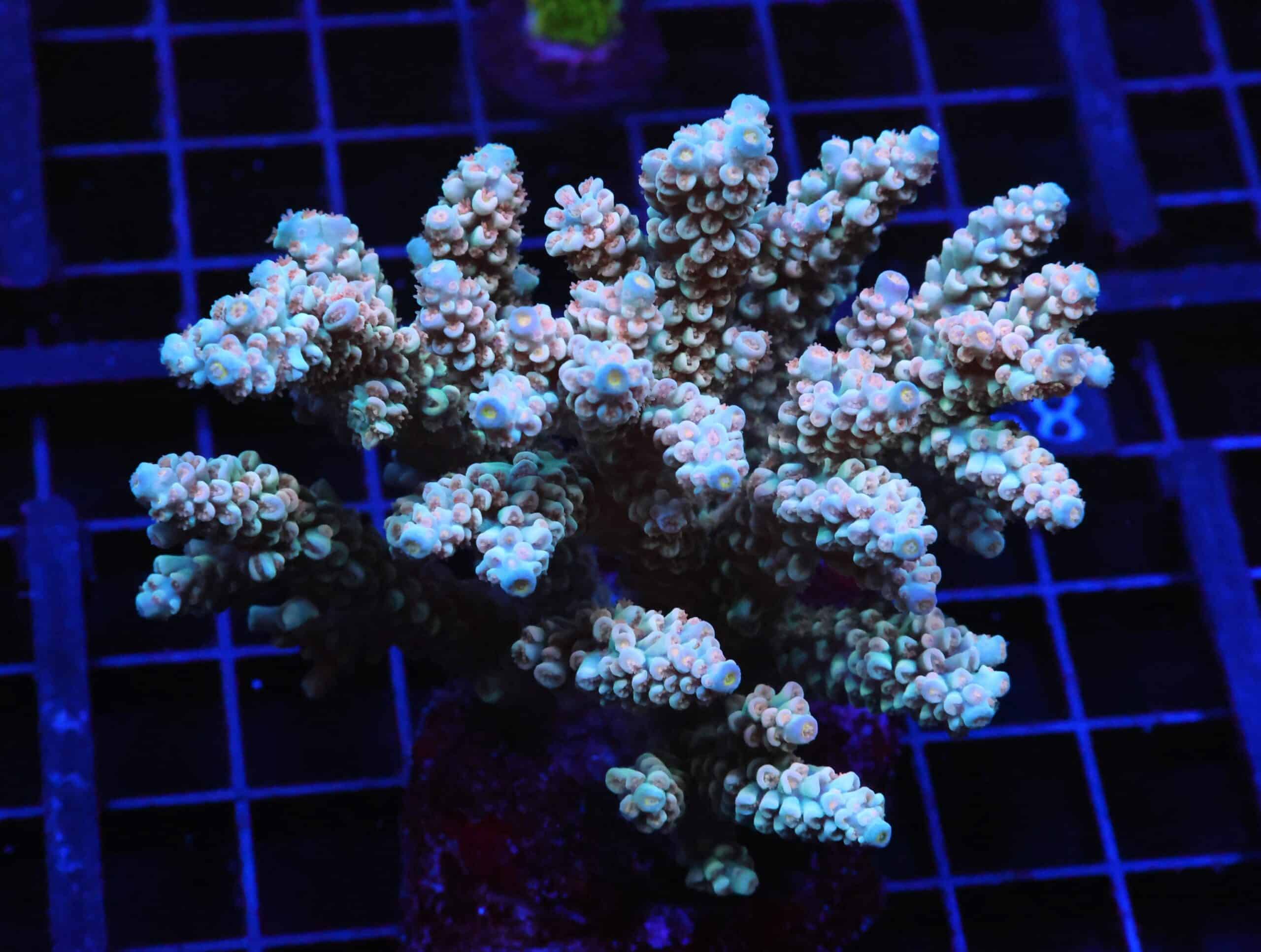 E89 - INDO ACRO PREMIUM TENUIS CULTURED