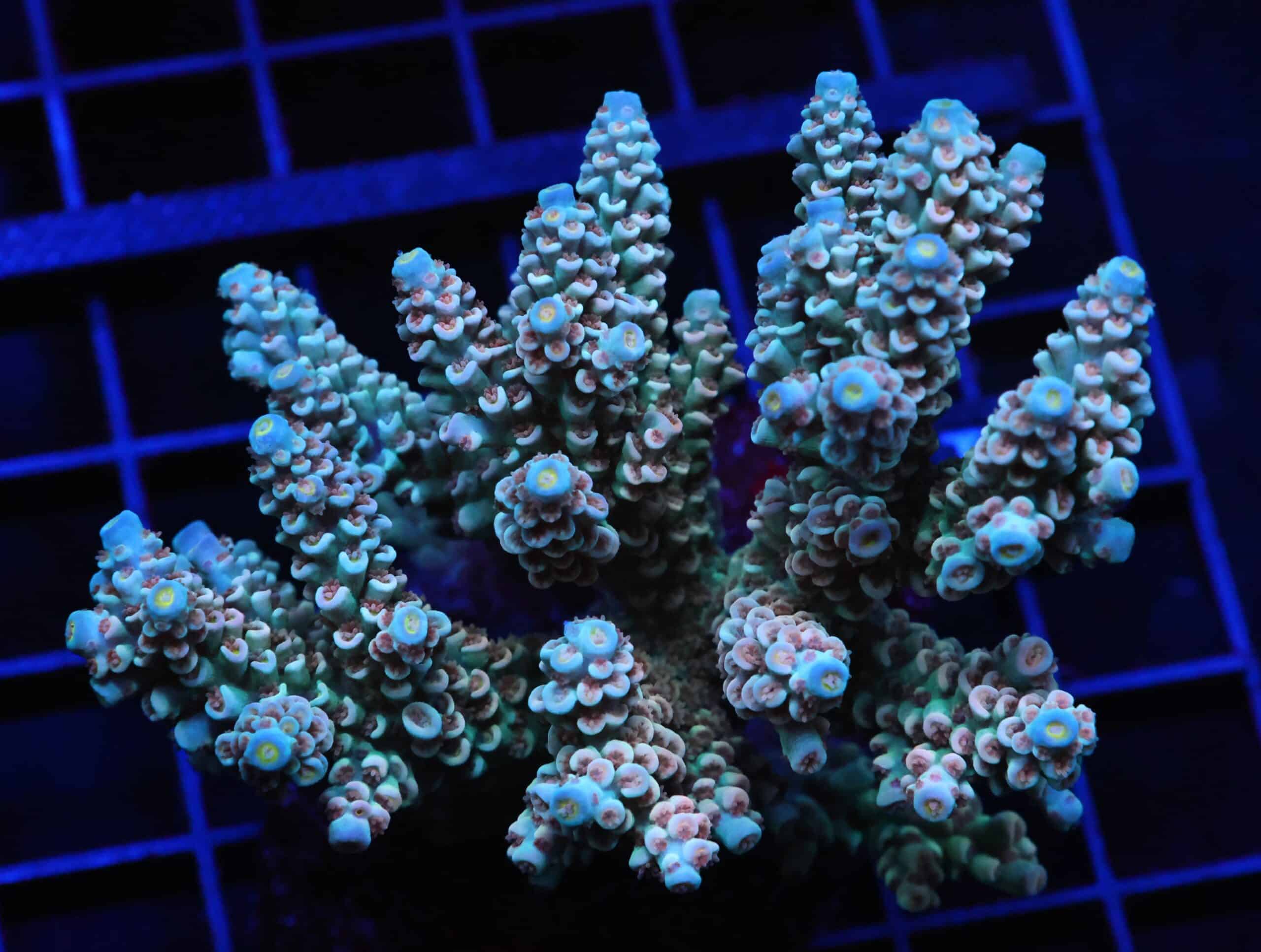 E91 - INDO ACRO PREMIUM TENUIS CULTURED XL