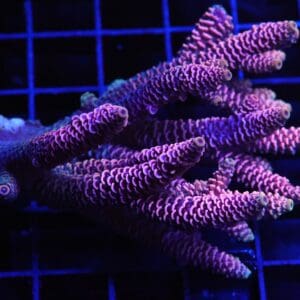 E96 - AUSSIE ACRO PINK MILLE