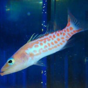 F04 - DR SUESS SMALL