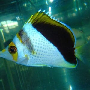 F12 - HYBRID TINKERI / BURGESS BUTTERFLY