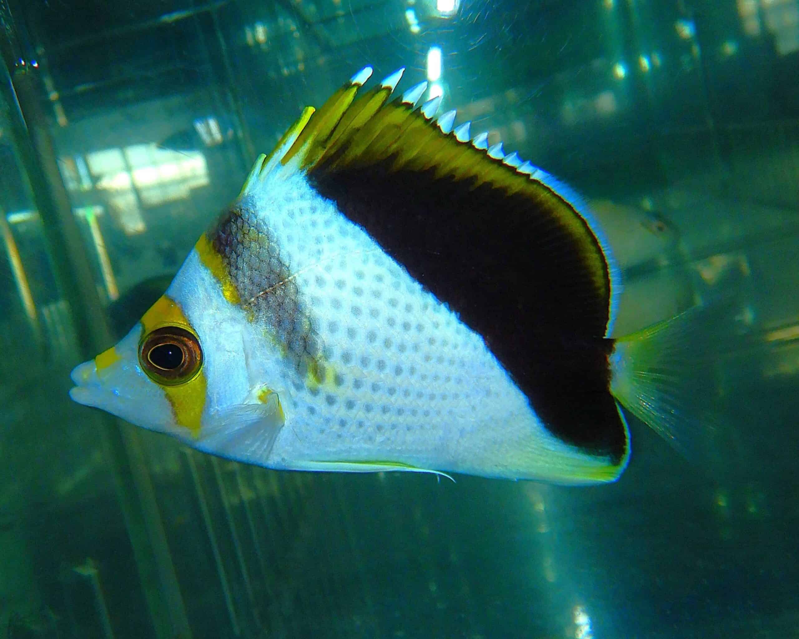 F12 - HYBRID TINKERI / BURGESS BUTTERFLY