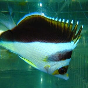 F10 - HYBRID TINKERI / BURGESS BUTTERFLY