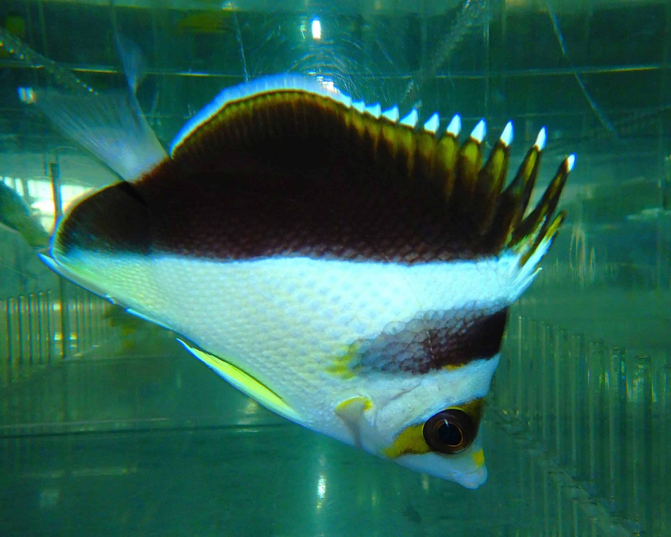 F10 - HYBRID TINKERI / BURGESS BUTTERFLY