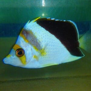 F14 - HYBRID TINKERI / BURGESS BUTTERFLY