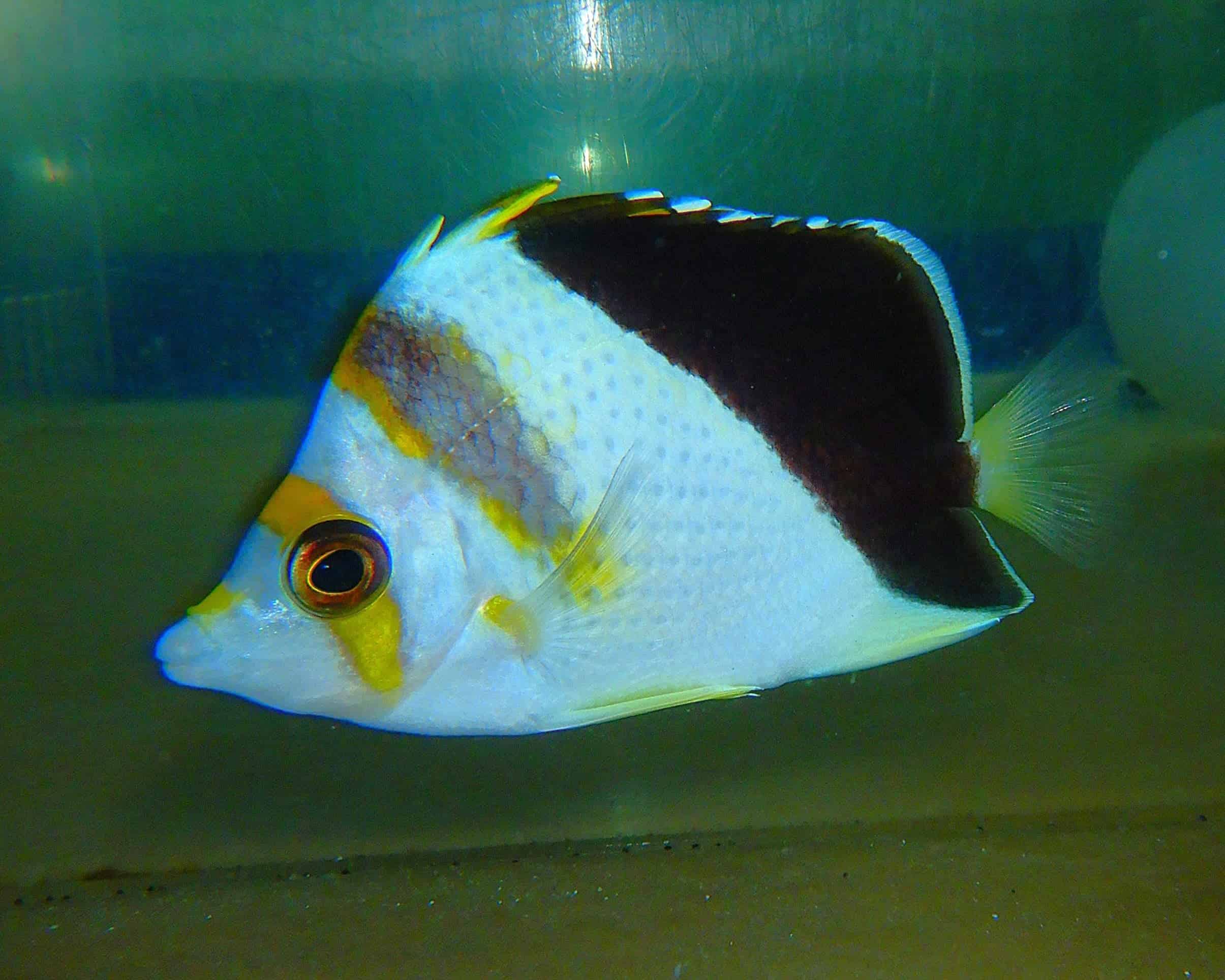 F14 - HYBRID TINKERI / BURGESS BUTTERFLY