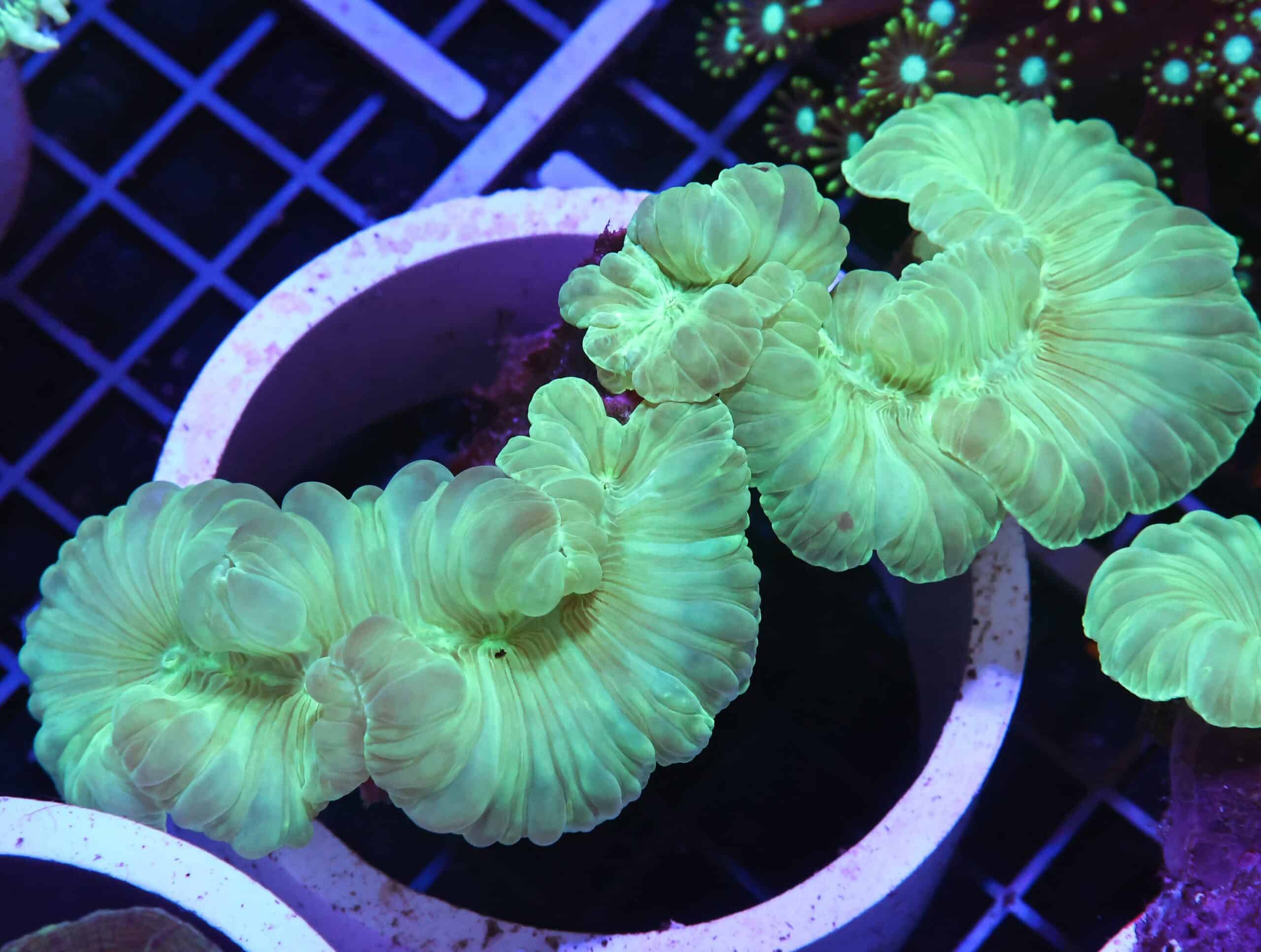 H104 - INDO METALLIC FOX CORAL