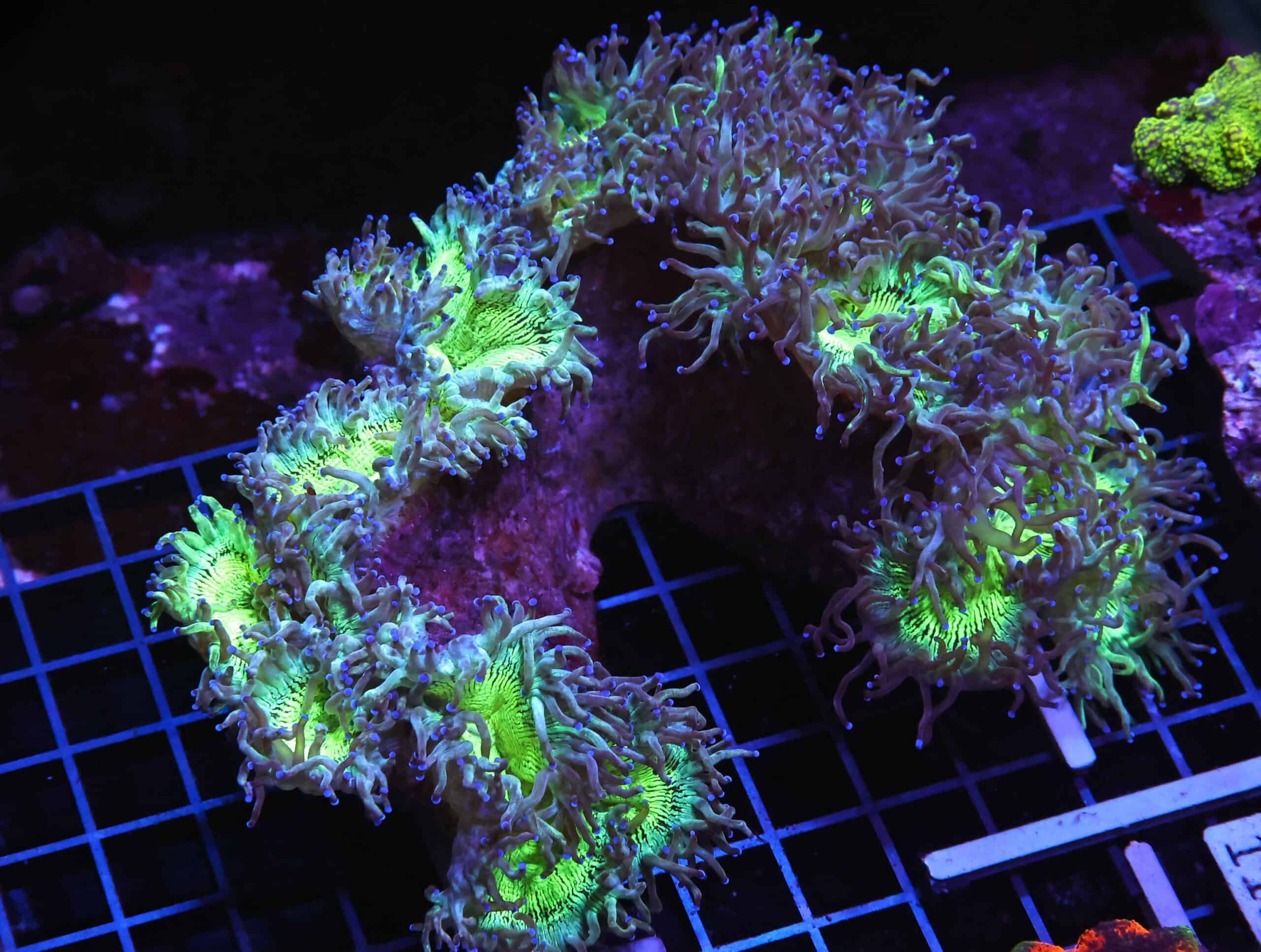 H106 - INDO PURPLE TIP ELEGANCE SHOW