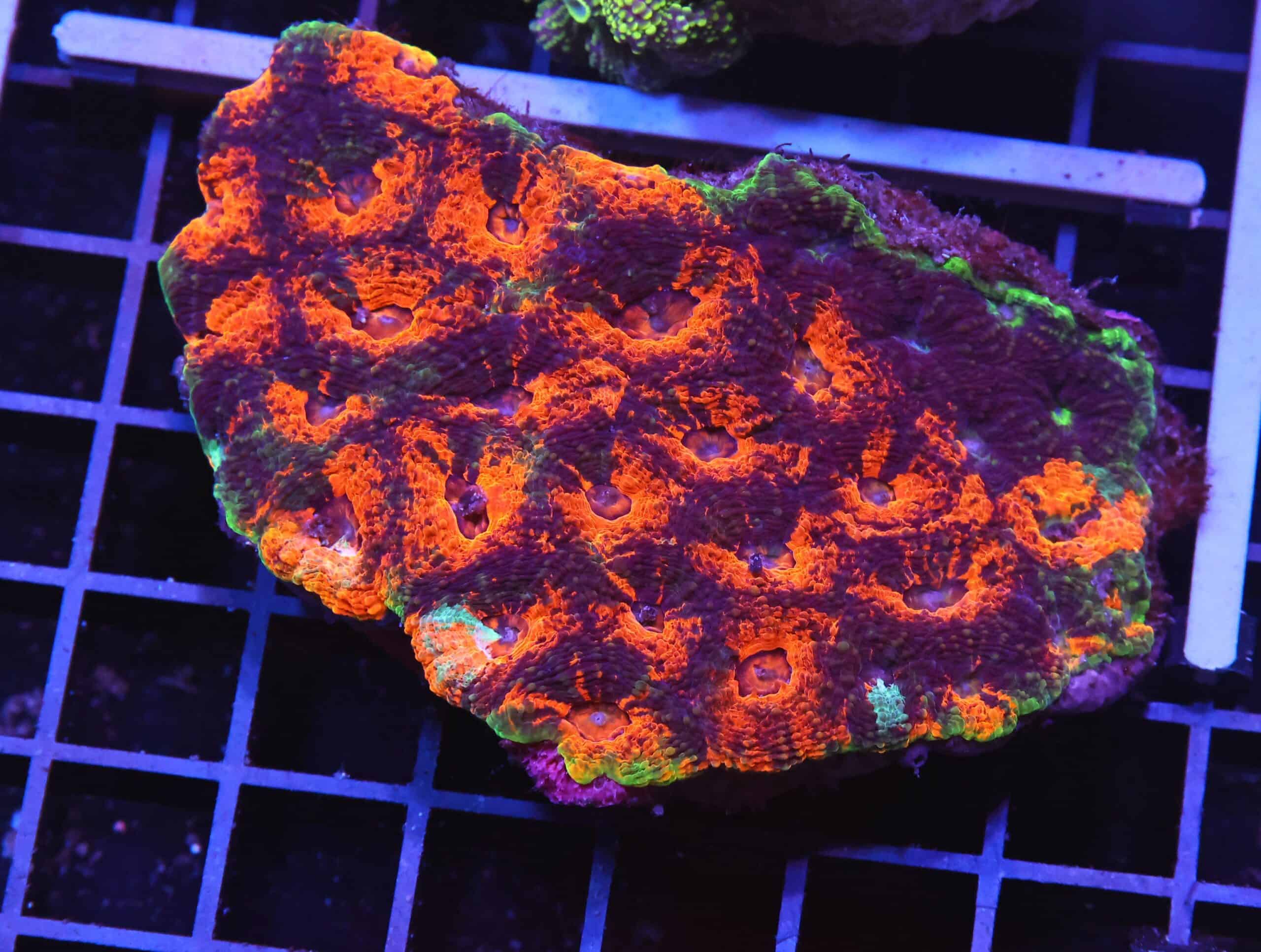 H107 - INDO ORANGE MARBLED ACAN ECHINATA
