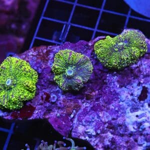 H111 - RADIOACTIVE JOKER RICORDEA MUSHROOM