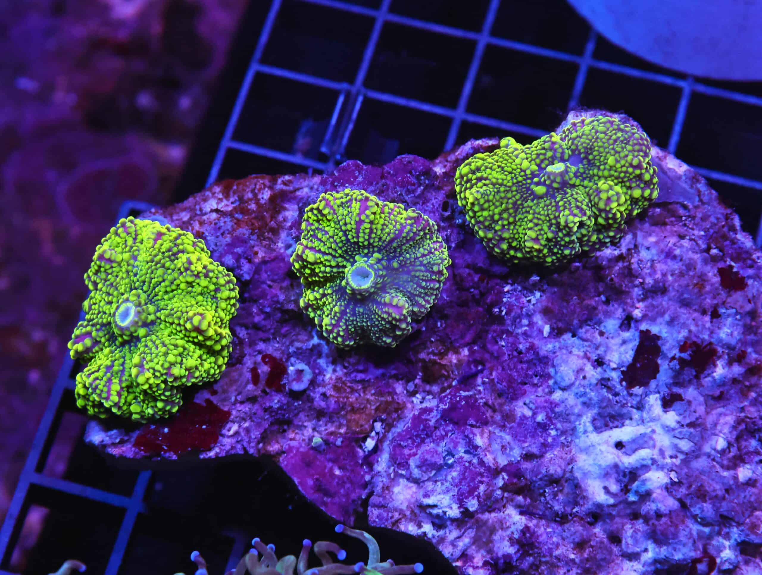 H111 - RADIOACTIVE JOKER RICORDEA MUSHROOM