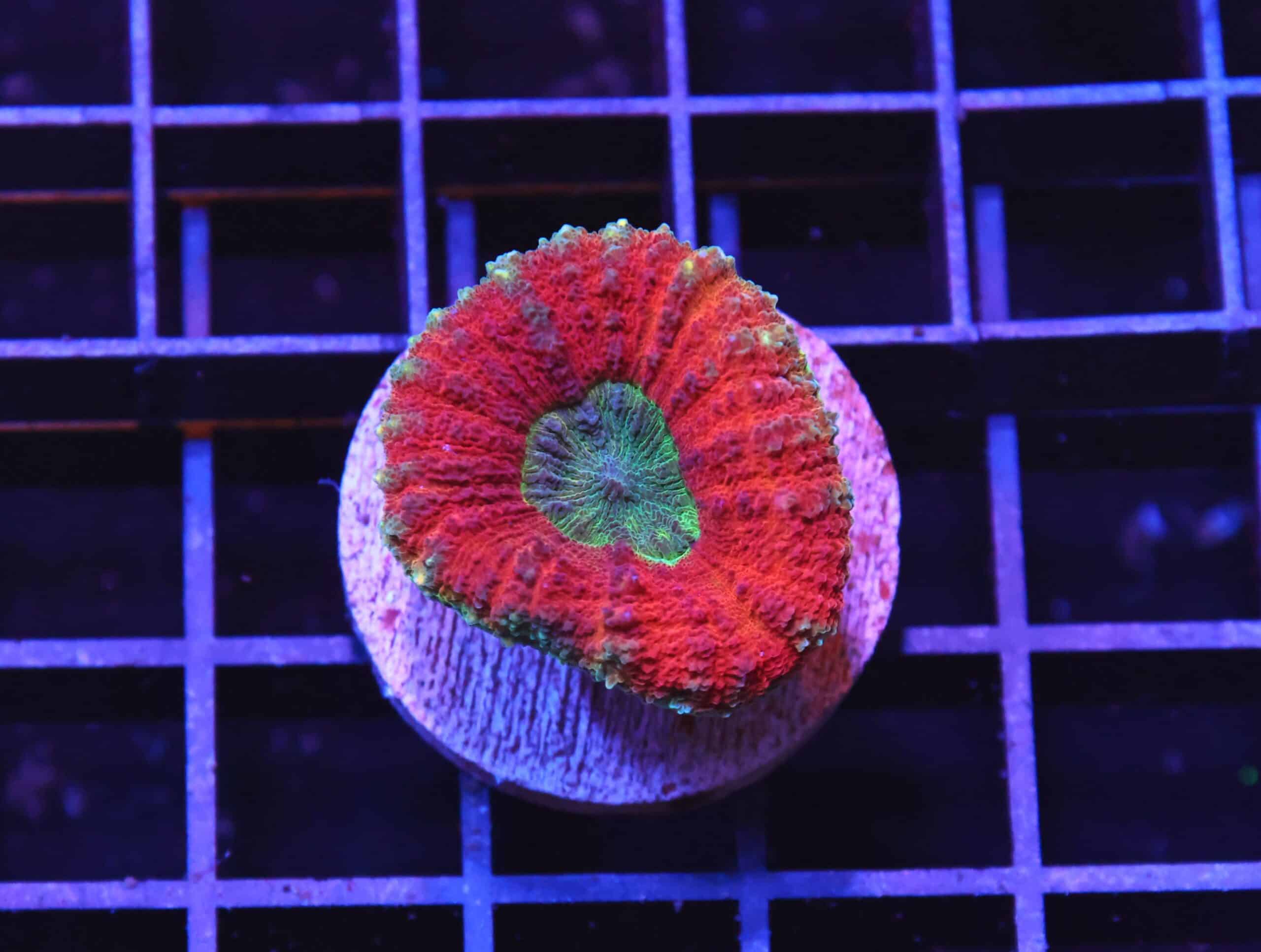 H114 - AUSSIE NEPTUNE LOBO CULTURED