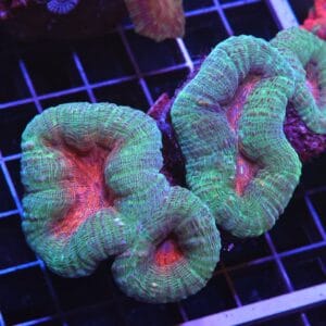 H118 - INDO PINK TEAL LOBO