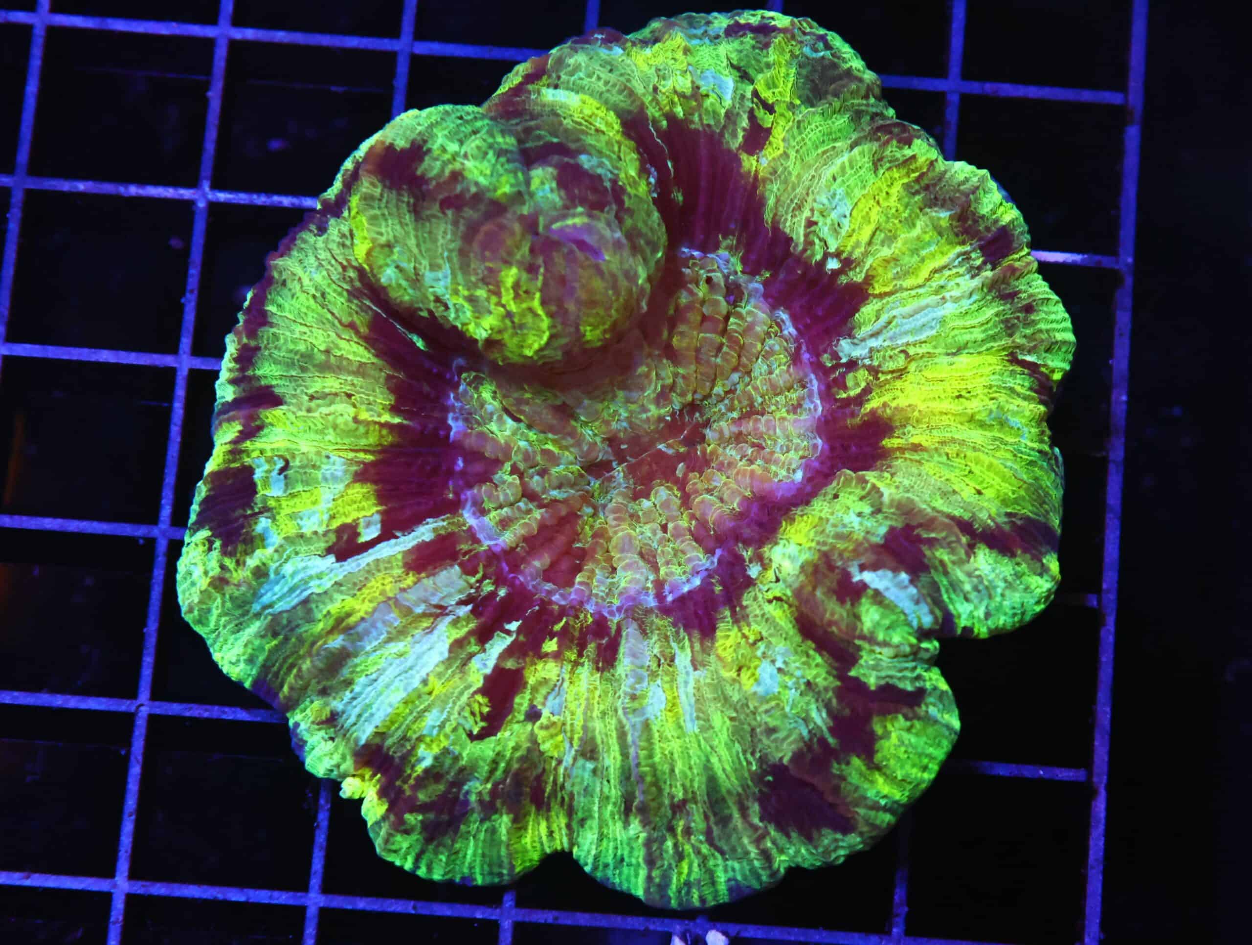 H120 - INDO ELECTRIC SPARK TRACHY