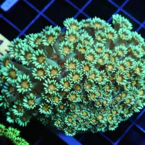 H13 - INDO YELLOW SNOWCONE GONIOPORA